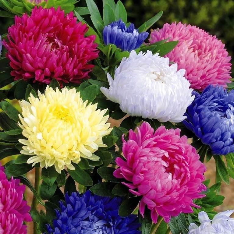 Hạt giống hoa cúc magic đài loan