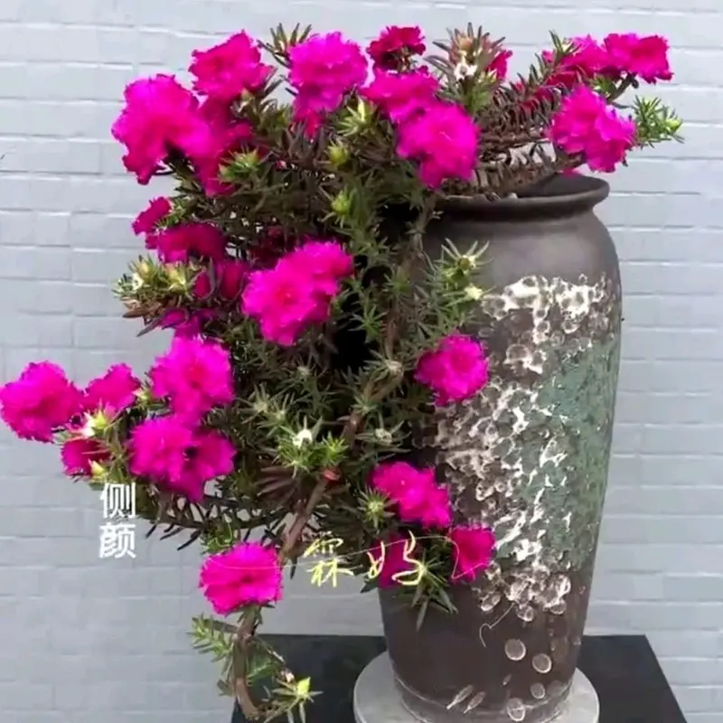 gốc hoa mười giờ Trung Quốc bonsai 2