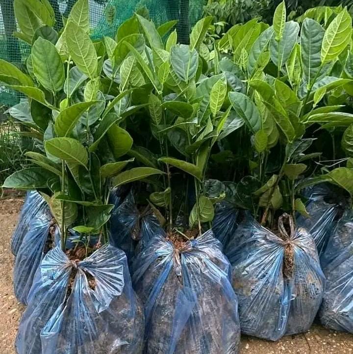 combo 2 cây Mít Ta Dai(cây giống mít ta dai) 0