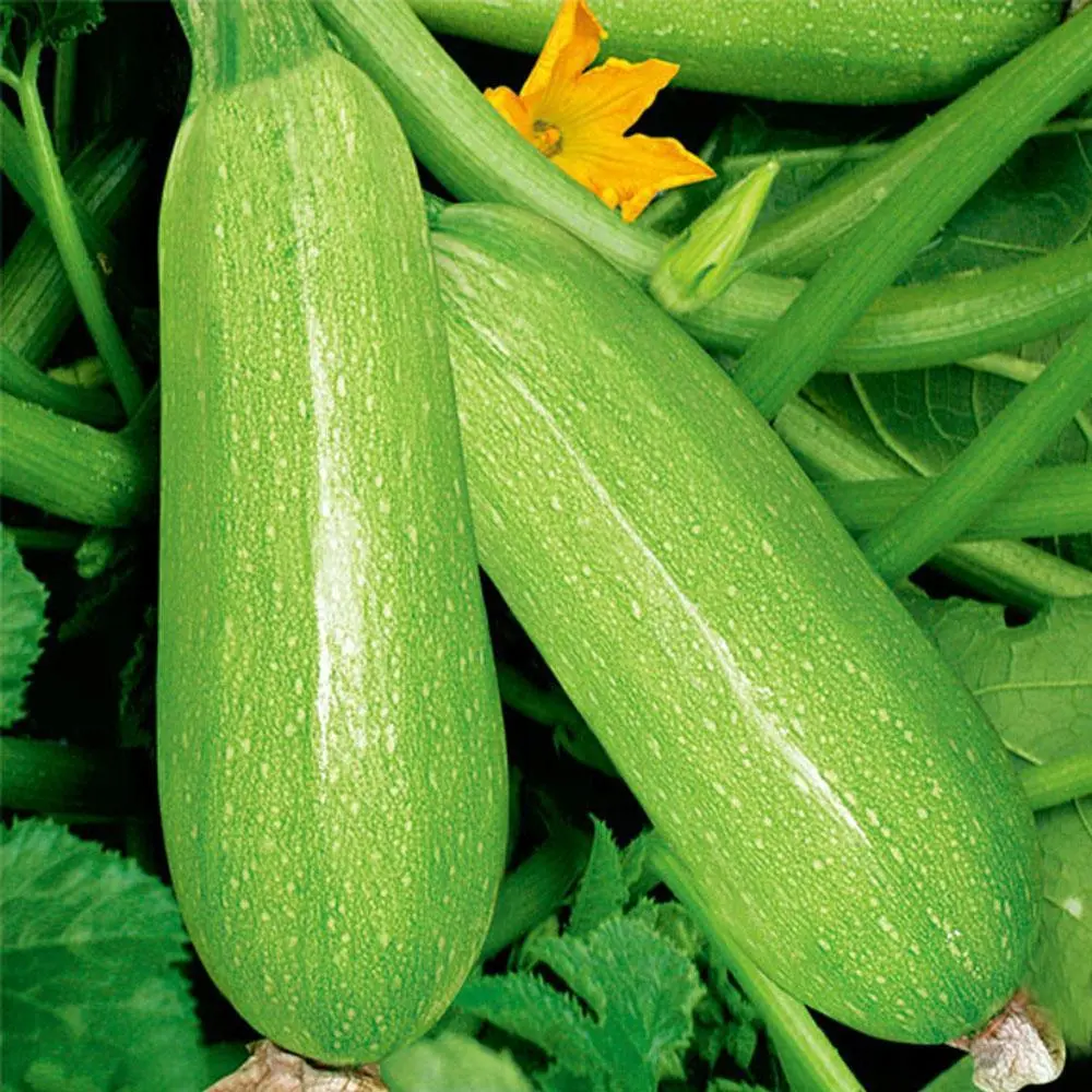 (10 seeds-sd035)zucchini seed