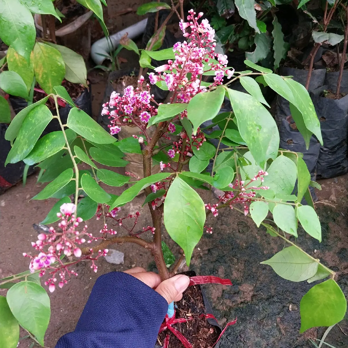 cây giống khế ngọt, cây nuôi chậu
