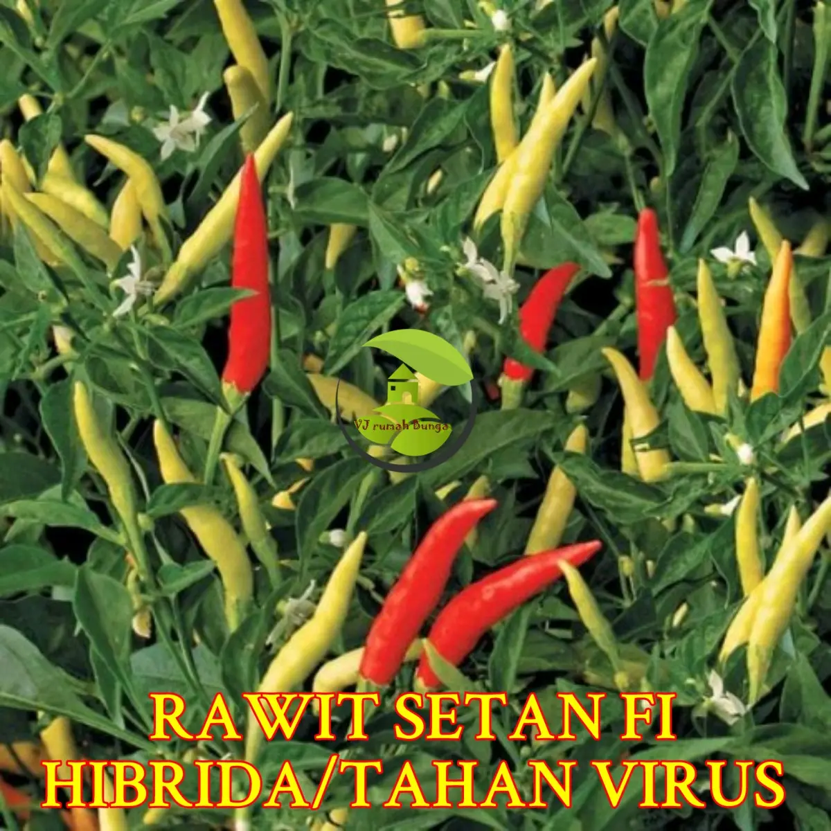 cabai rawit setan f1