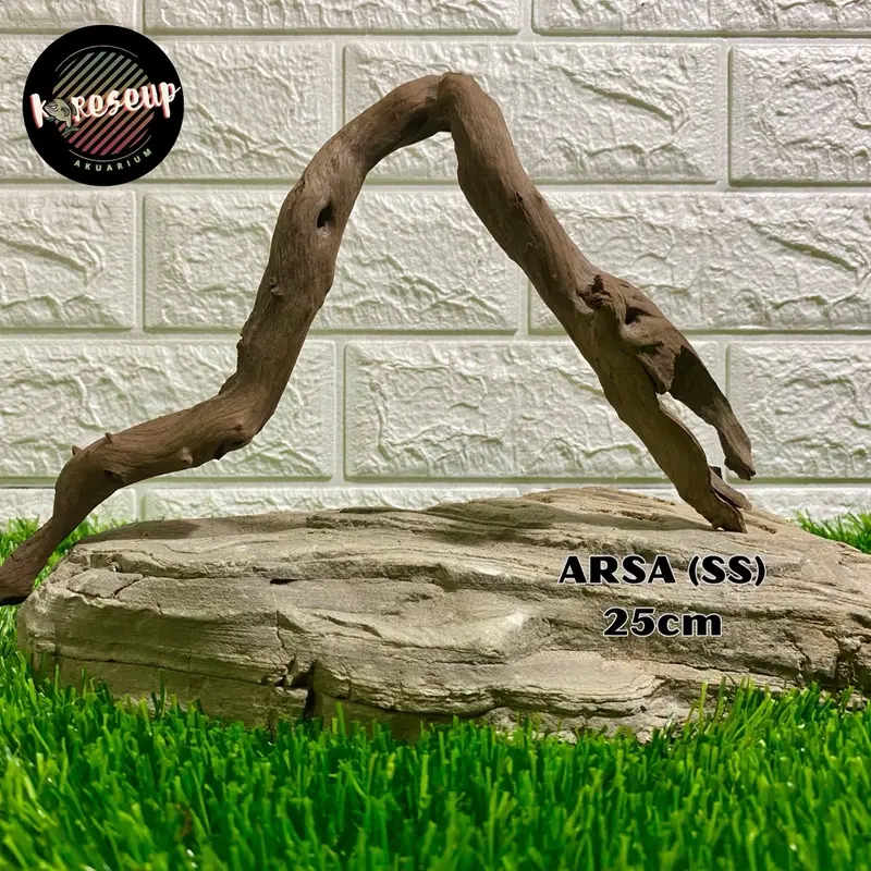 AKAR AQUASCAPE SANTIGI LAUT TENGGELAM RANDOM (size SS) untuk hiasan Aquarium 30cm 5