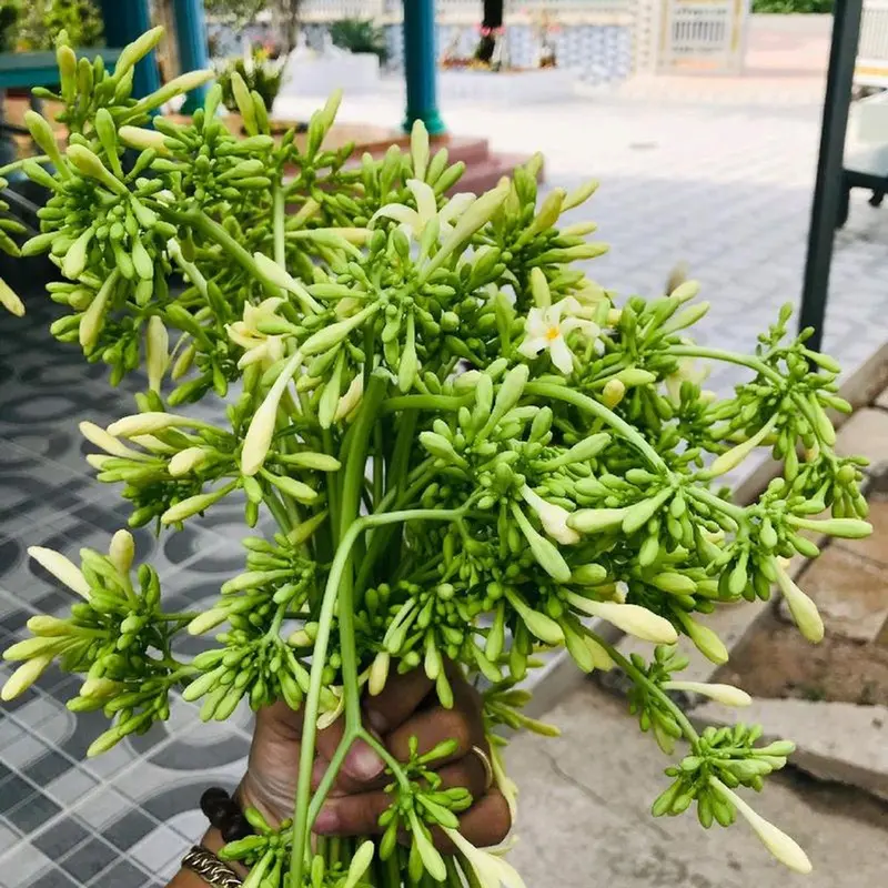 1kg hoa đu đủ đực khô Chè Trà Tea, 5