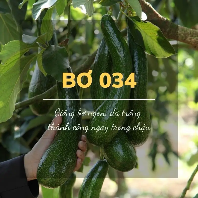 Cây Giống Bơ 034, Cây ghép, Huyền Linh Garden 3