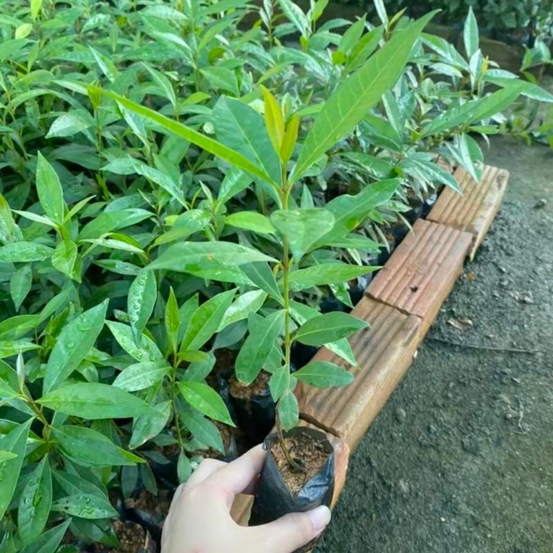 Combo 4 Cây Vối Nếp - Lá dùng pha nước uống như trà (Lỗi 1 đổi 1) 1