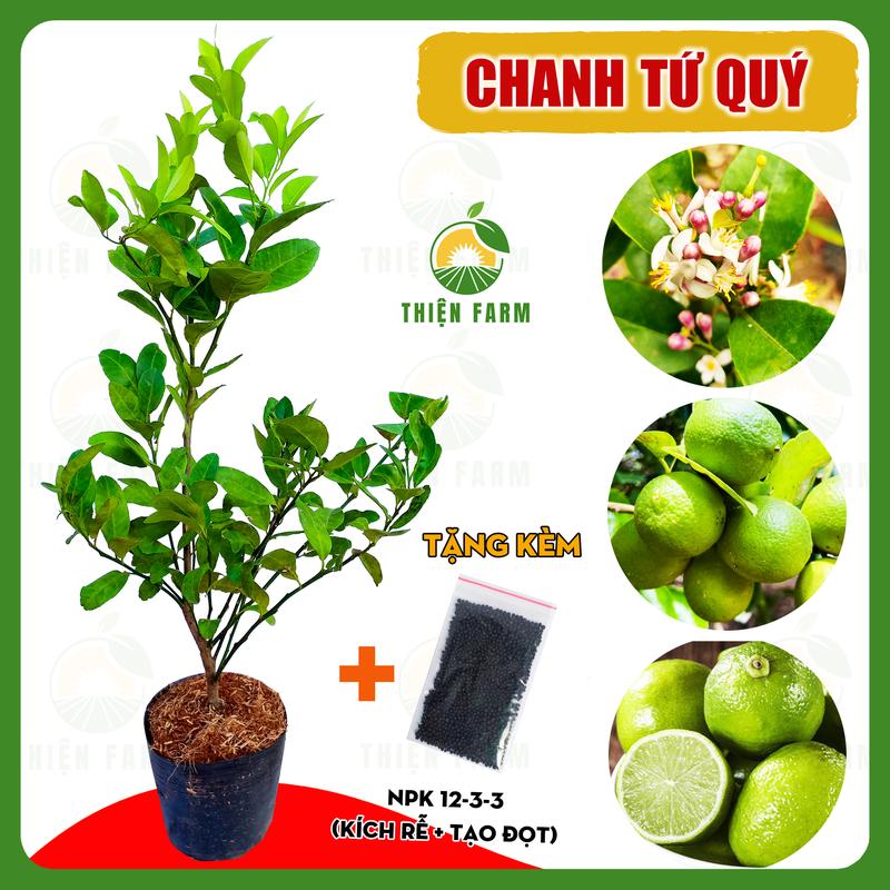 Cây Chanh Chùm Tứ Quý THIỆN FARM vị chua thanh mát, dùng làm đá chanh, nước chấm, hấp gà giống ăn