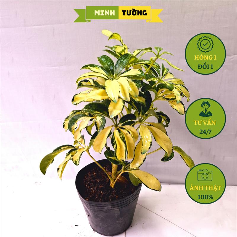 Cây Ngũ Gia Bì Cẩm Thạch - Cây Đuổi Muỗi - Cây Cảnh Sân Vườn - Cây Đông Y Decor Phòng Trang Trí Nhà