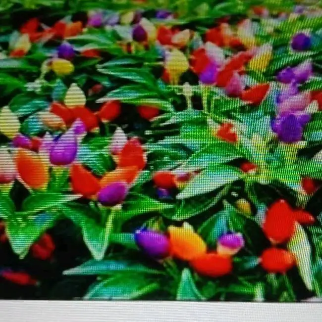 benih bibit cabe hias Bolivia rainbow 0