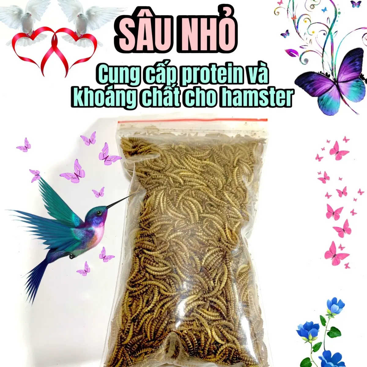 SÂU NHỎ DÀNH CHO ROBO, WINSTER , CAMPELL
