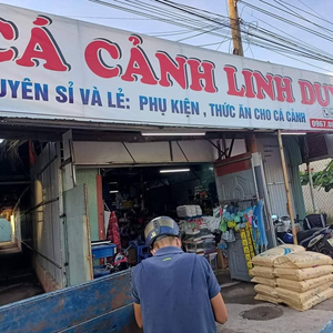 CÁ CẢNH LINH DUY 1