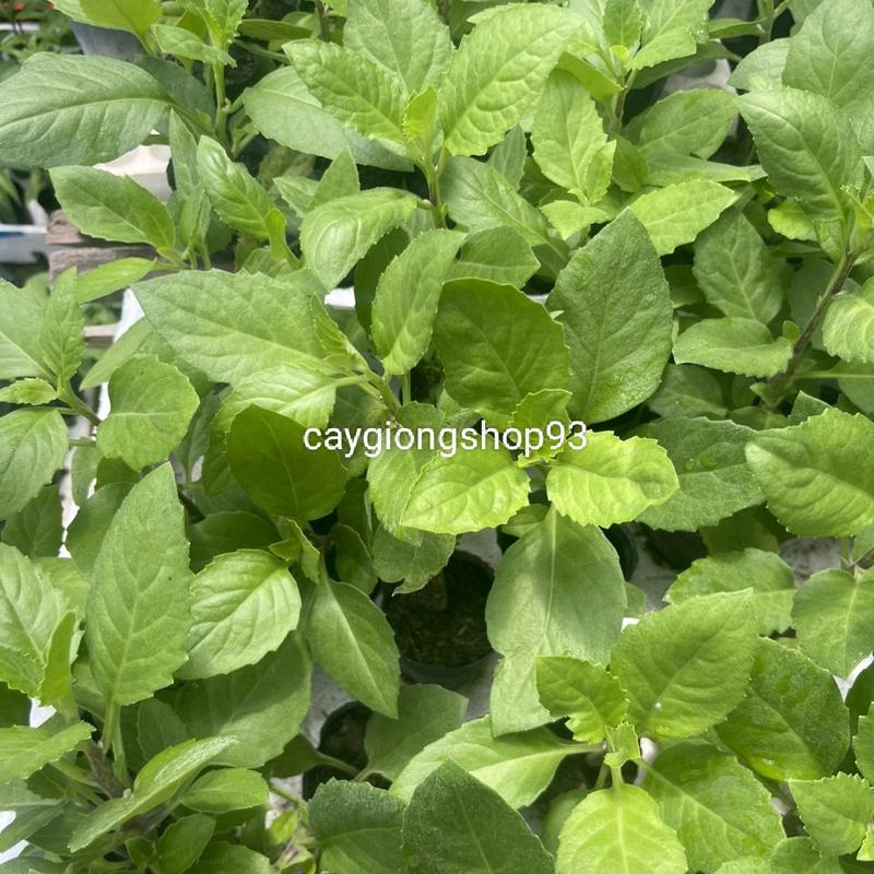 Combo 10 cây giống bầu đất 7
