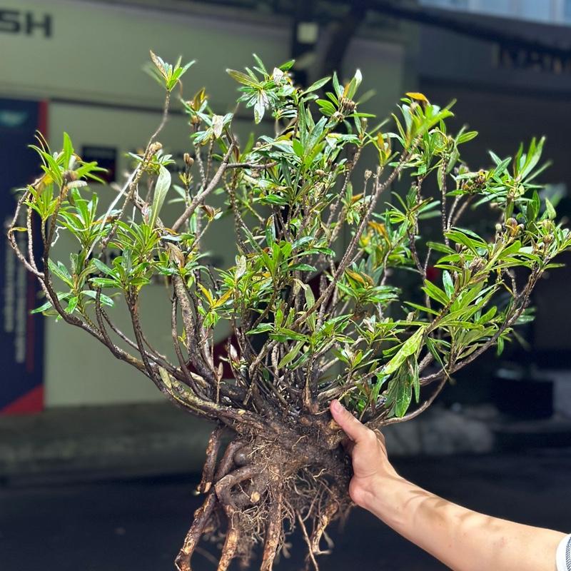  Cây mị nương " CỰC XỊN "  trang trí bể thuỷ sinh 