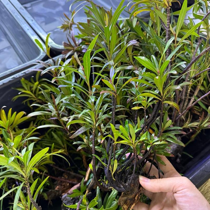 Cây Mị Nương phù hợp chơi hồ Biotope hồ thuỷ sinh bán cạn không cần CO2 không cần trồng nền