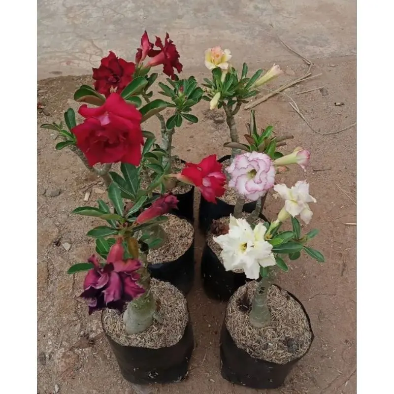 ( BISA COD ) PROMO! Tanaman Bunga Adenium Kamboja Jepang Bunga Tumpuk Tanaman Hias Adenium Kemboja Jepang Bunga Hias Cambodja Jepang Pohon Adenium Bunga Kambodja Jepang Media Plastik Pot  Jam Meja 1