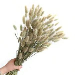 50 granos Cola de Conejo de Espiga Larga Lagurus ovatus Espigas Altas Esponjosas para Arreglos Florales Secos y Frescos