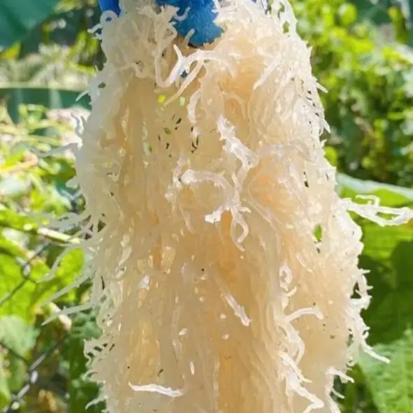2 kg Rong Sụn Khô   làm gỏi nấu chè