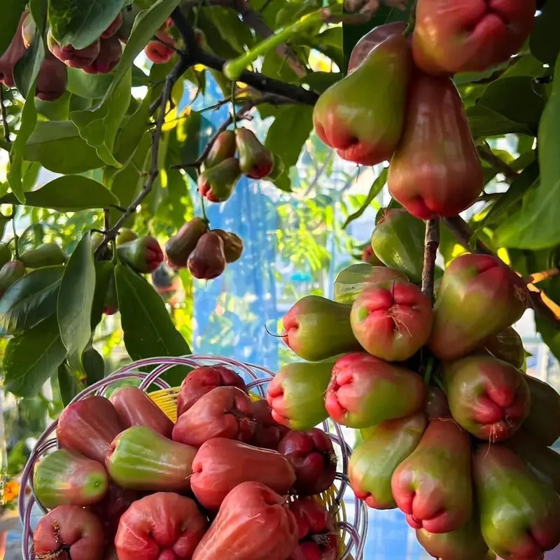 Cây mận đỏ an phước ( tặng kèm phân bón) 8