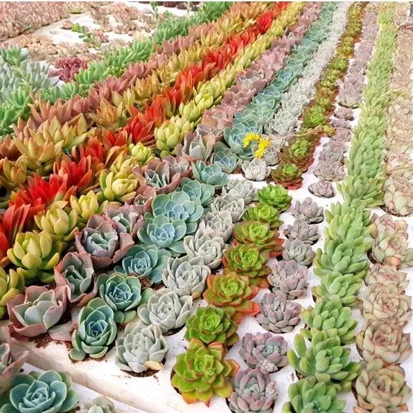 Sen đá mini 84 cây mix nhiều loại SONDA GARDEN (Quà tặng trên live) cây sen đá, sen đá đẹp trang trí nhà cửa 3