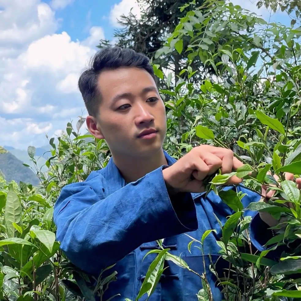 Trà sha tuyết Hoàng Su Phì Hà Giang Hữu cơ 500g