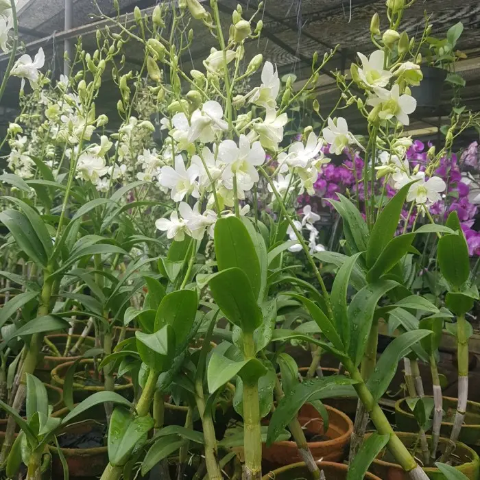 Anggrek Plant Jumbo Dendrobium - Tanaman Hias dengan Daun Sehat dan Batang Besar - Gambar, Filter, Jamur