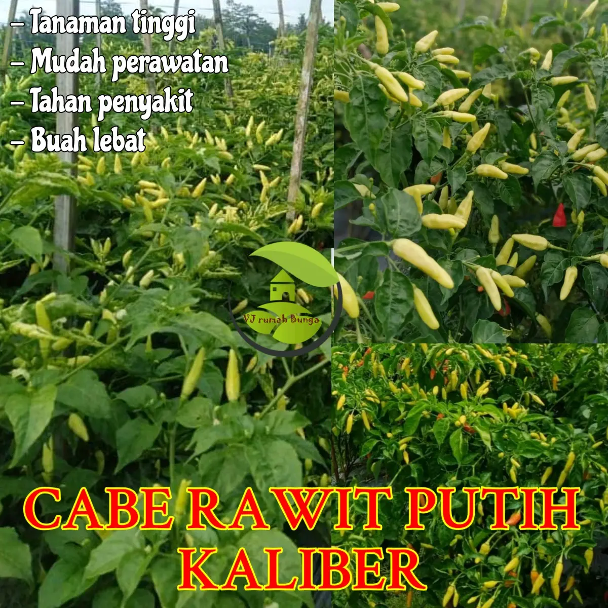 cabai rawit kaliber