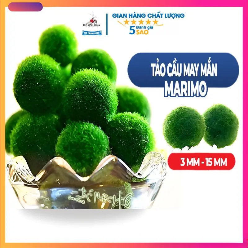 Tảo Cầu Marimo - Tảo Cầu May Mắn - Trang Trí Bể Thủy Sinh Tép Cảnh - Tép xinh aqua tảocầu marimo