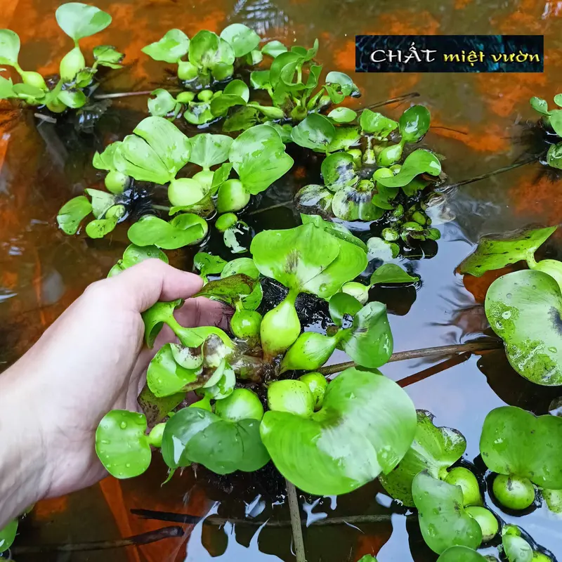 Bèo tây mini thủy sinh - Cây lục bình mini giống thủy sinh 1