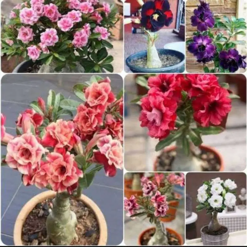 ( BISA COD ) PROMO! Tanaman Bunga Adenium Kamboja Jepang Bunga Tumpuk Tanaman Hias Adenium Kemboja Jepang Bunga Hias Cambodja Jepang Pohon Adenium Bunga Kambodja Jepang Media Plastik Pot  Jam Meja 7