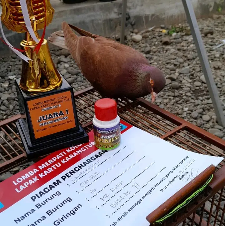 Jamu merpati Giring Super Keket Untuk Segala Jenis Merpati 3