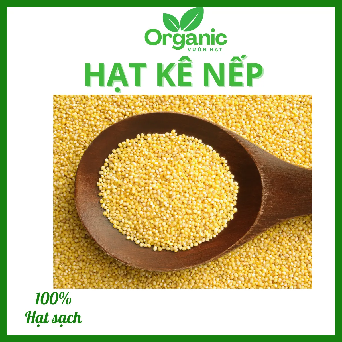 Hạt kê nếp vàng nghệ an cao cấp chất lượng