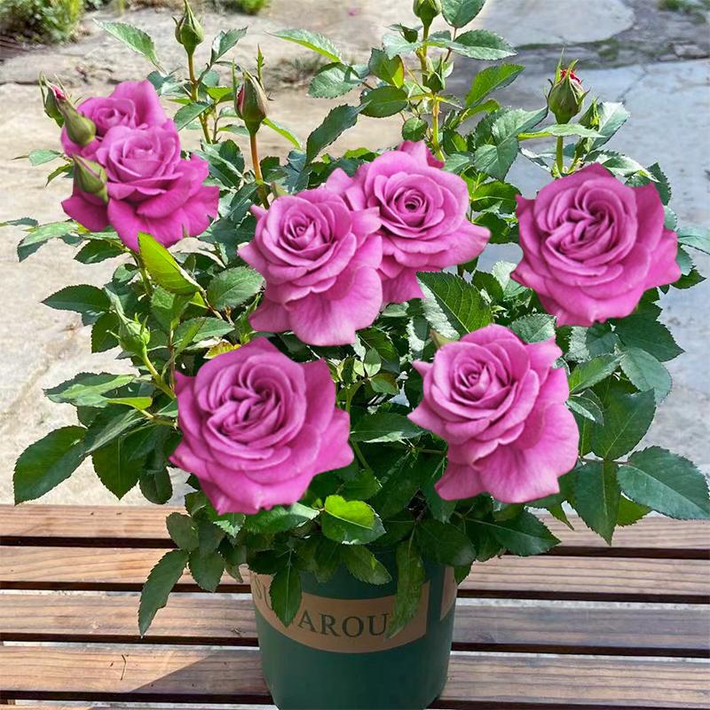 Product Introduction of ปลูกง่ายมีคุณภาพดี ดอกกุหลาบ บรรจุ 100 เมล็ด คละสี Colorful Rose Seeds เมล็ดดอกไม้ เมล็ดบอนสี ต้นไม้มงคล บอนสี ดอกไม้ปลูกสวยๆ บอนสีพันหายาก CODดอกไม้ ไม้ประดับ พันธุ์ดอกไม้ ต้นบอนสี ดอกไม้ปลูก แต่งบ้านและสวน Flower Seeds for planting 74