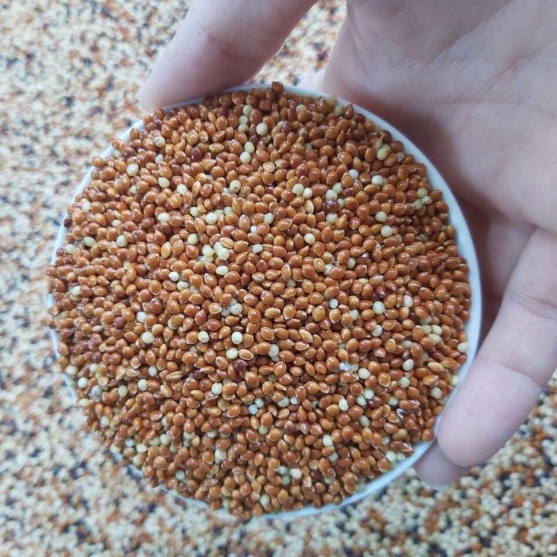Hạt kê đỏ thức ăn thích hợp cho cu gáy  . Vẹt chuột hamster vvv kích thích tiêu hoá tăng đề kháng 4
