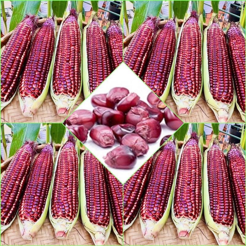 Hạt Giống Bắp Nữ Hoàng Đỏ Nova (Gói 50 hạt) Trái to, ngọt, trồng quanh năm 2