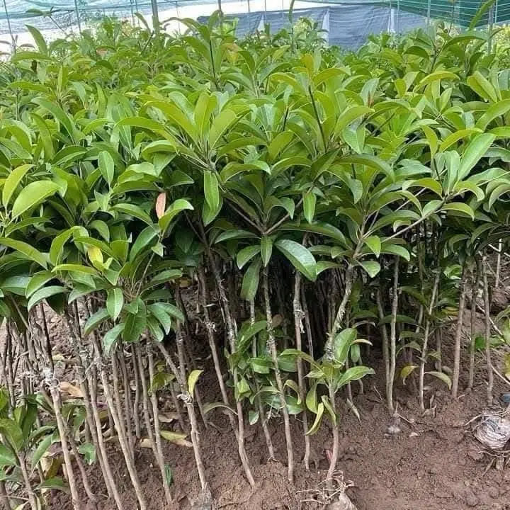 Combo 2 Cây giống hồng xiêm xoài - Sapoche 1
