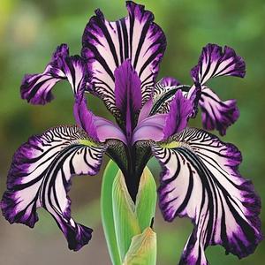 100 granos Semillas de Orquídea Rayada A3 Fácil Cuidado Ideal para Cultivo de Orquídeas Principiantes