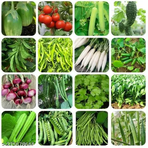 PAKET 20 BENIH SAYURAN LENGKAP MUDAH TUMBUH TANAMAN BUAH BIJI UMBI BUNGA COD 2