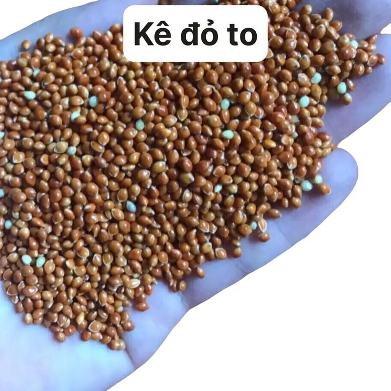 Hạt kê bóng đỏ Combo 10kg cho cu gáy, vẹt, yến phụng