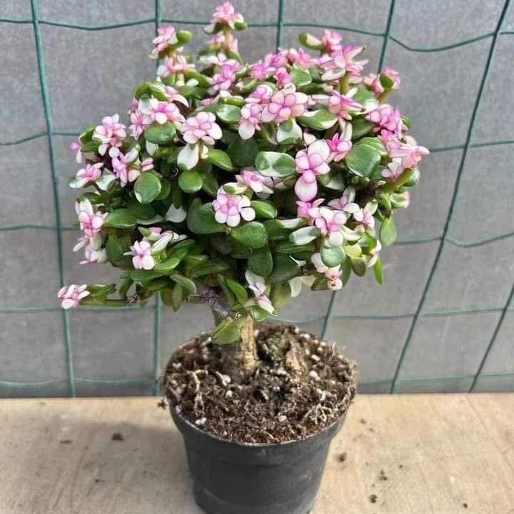 Chậu Sen Đá Đô La, Cây Phong Thuỷ, Cây Để Bàn, Trồng trong nhà ( ảnh thật 100%)