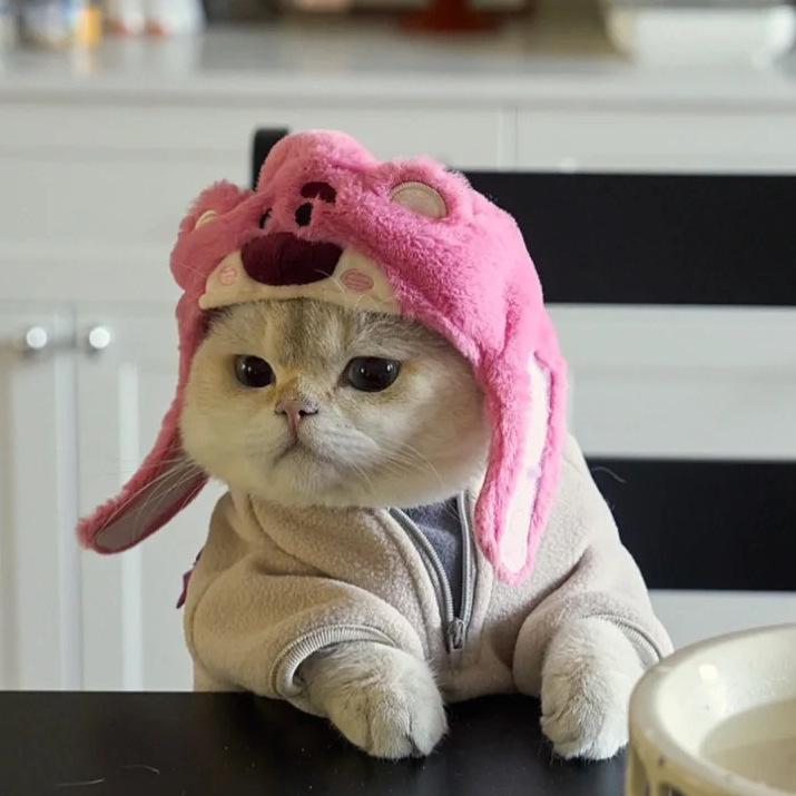 Product Introduction of Funny Pet Costumes: Starfish, Bream, Pig, Chicken, Bear, Panda Headbands for Cats & Dogs 3