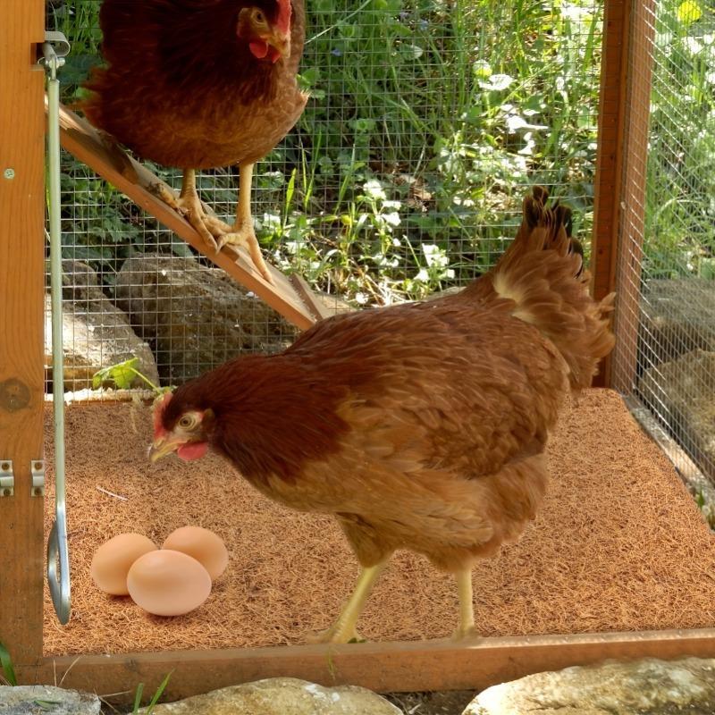Chicken Nesting Pad, Waterproof & Anti-freeze Chicken Nesting Mat, Farm Animal & Poultry Supplies, Pet Supplies 3