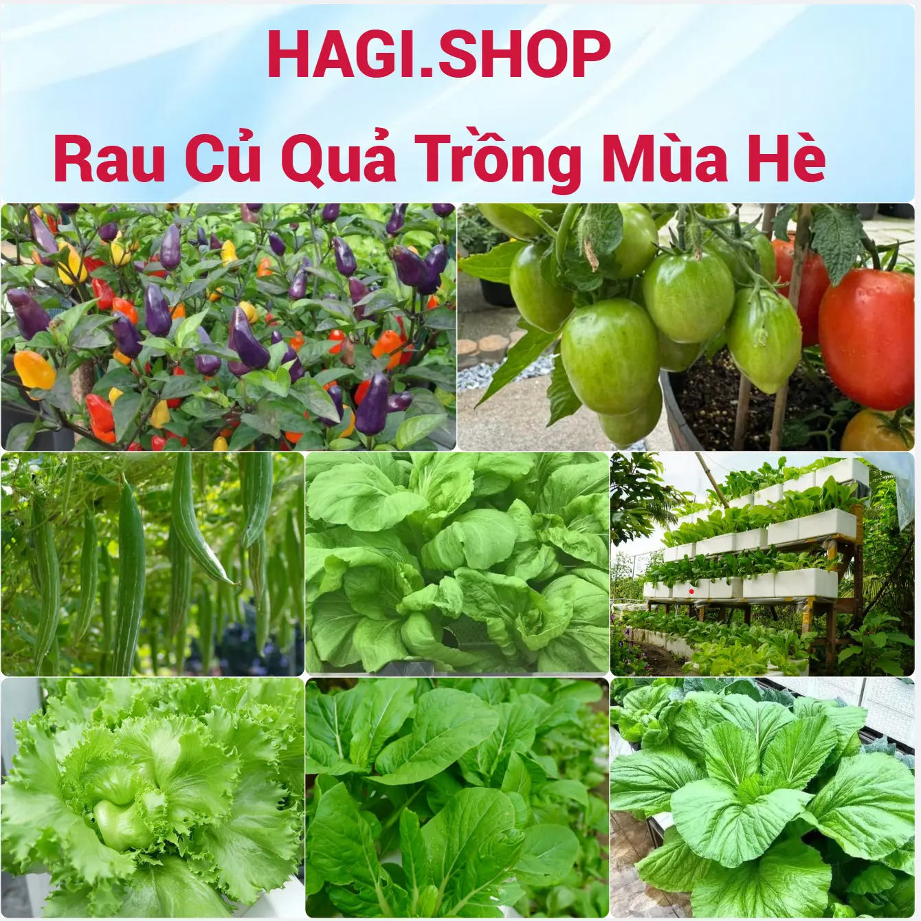 Hạt giống rau cải, rau ăn lá các loại trồng mua hè 2026 nảy mầm 98% (hàng công ty)
