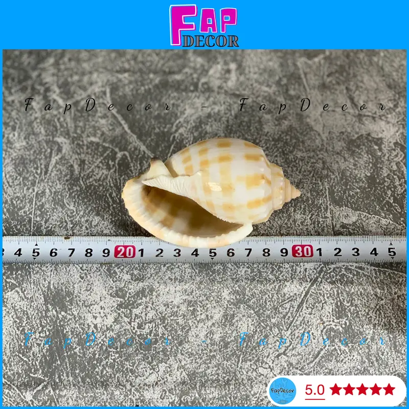 VỎ ỐC TỎI HỌA TIẾT CARÔ TRANG TRÍ BỂ CÁ THỦY SINH ỐC MƯỢN HỒN LÀM ĐỒ LƯU NIỆM, HAMDMADE RẺ ĐẸP - FAPDECOR 5