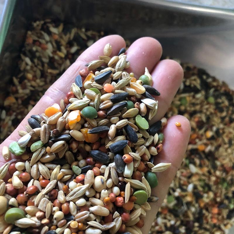  2 kg ngũ cốc 21 loại chuyên dùng cho cac loaii vẹt hámter. bồ câu đua cung cấp dinh dưỡng  hàng khô sạch 