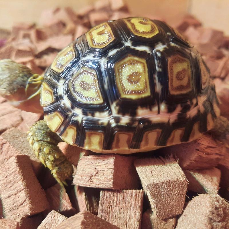 Coco Husk Alas Kandang Tortoise Reptile Kura Darat Sulcata Pardalis Termurah 1
