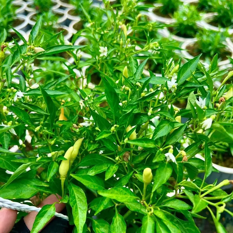 Hạt giống Ớt Xiêm Trắng SIERRA 442 (0.2gr - gói) trái nhỏ, năng suất cao, trồng quanh năm 6