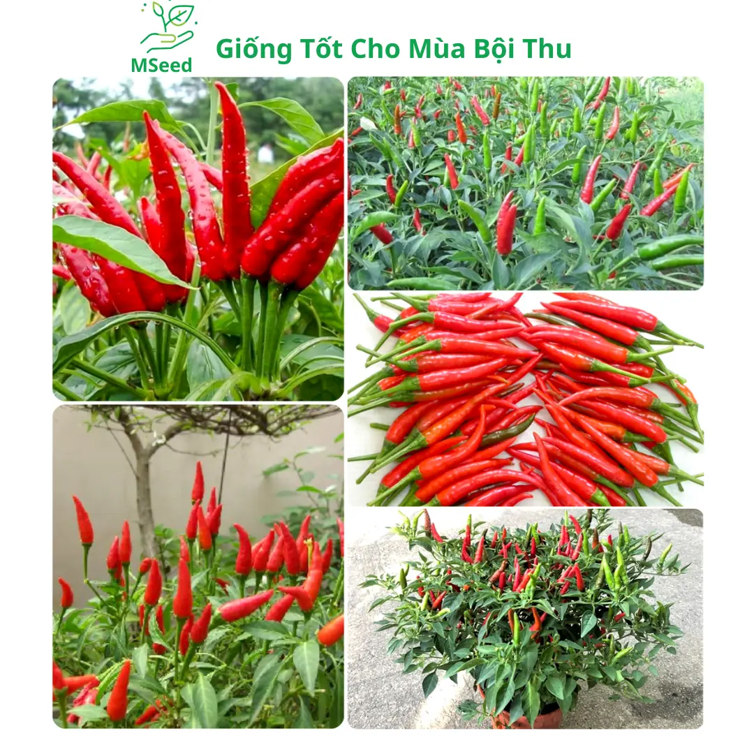 Hạt giống Ớt chỉ thiên siêu cay F1 dễ trồng, ớt chỉ thiên chùm siêu trái - MSeed