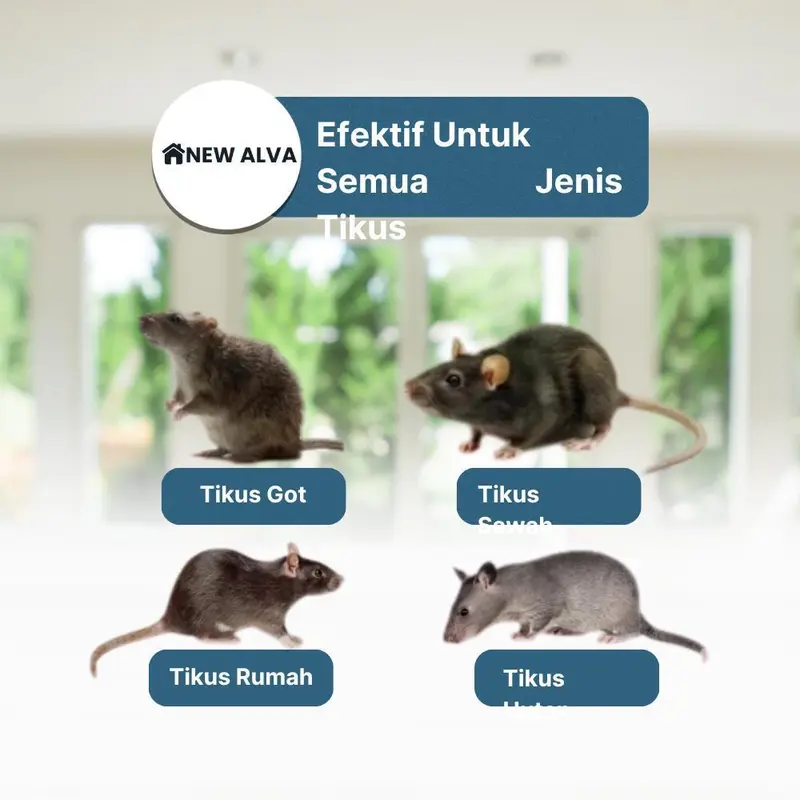 Gratis Ongkir Racun Tikus Petrokum Mati Kering Tidak Berbau 2