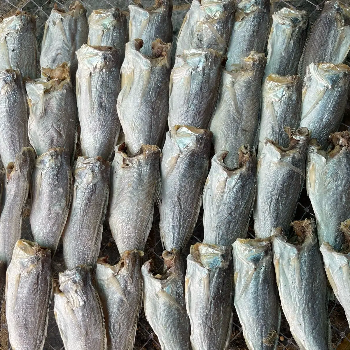 Khô cá đù lớn vị mặn ăn cơm Food 1.KG size 15_25 con quý khách ăn lạt cần ngâm nước 30-40 phút