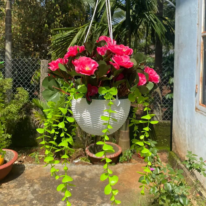 Combo chậu hoa đỗ quyên kèm chậu nhựa tròn cắm sẵn, mix lá rủ trang trí decor… Decor Phòng Trang Trí Nhà, ban công, lan can, quán cà phê, nhiều không gian xinh xắn hoặc phân khúc bình hoa đỗ quyên để bàn kèm chậu nhựa cắm sẵn cao 25-30cm 4